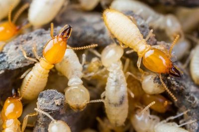 Gold Coast Pest Inspections